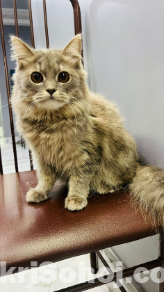 Parshian cat